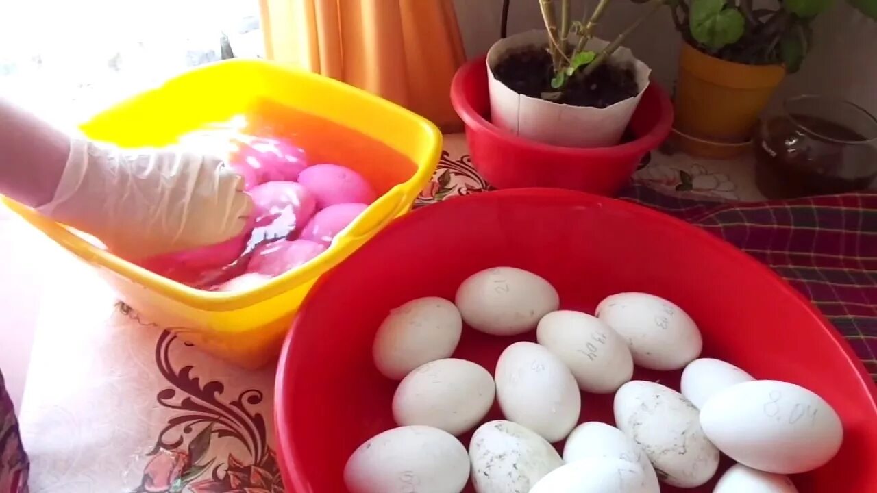Моют ли яйца перед закладкой в инкубатор