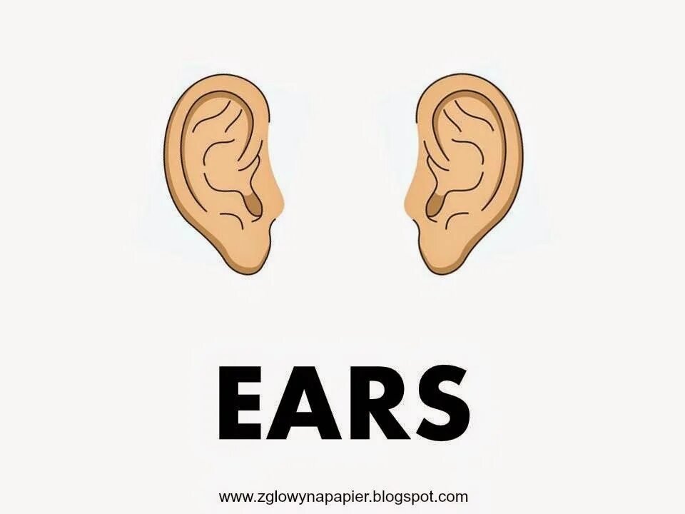 Ears для детей. Карточка Ear. Ухо картинка для детей. Карточки Parts of the body Ears. Уши по английски слушать