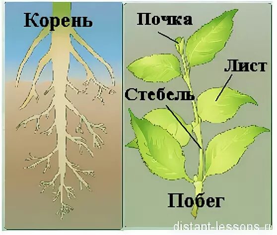 Корень стебель плод побег. Корень и побег. Корень и побег растения. Корень и побег это органы растения.