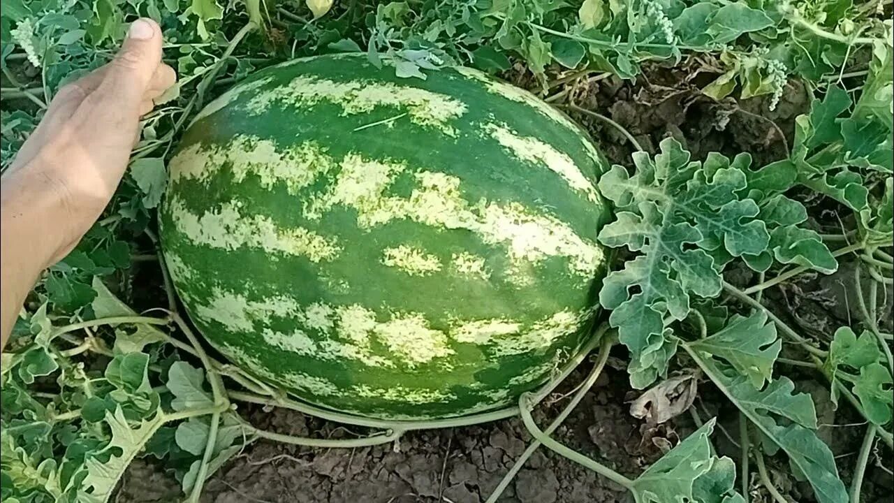 Сорт арбуза продюсер. Арбуз Кримстар. Кустовые арбузы сорта. Крупный Арбуз продюсер.