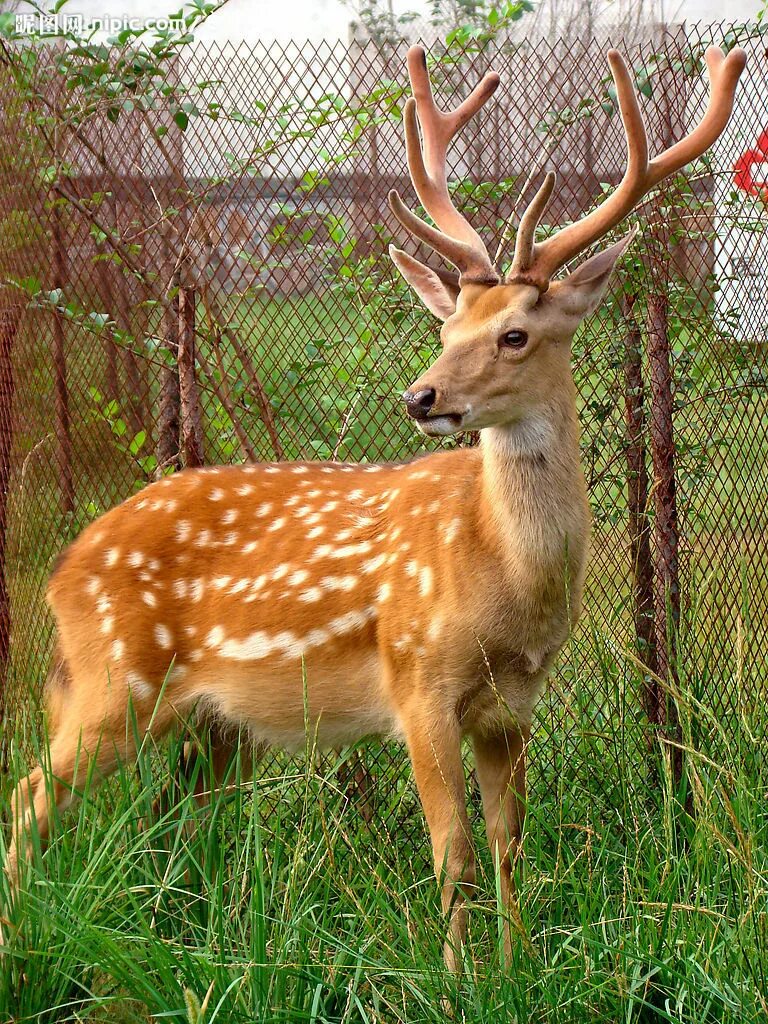 лазовский заповедник пятнистый олень. уссурийский пятнистый олень без рогов. олени в ленинградской. пятнистый олень приморский край. ).