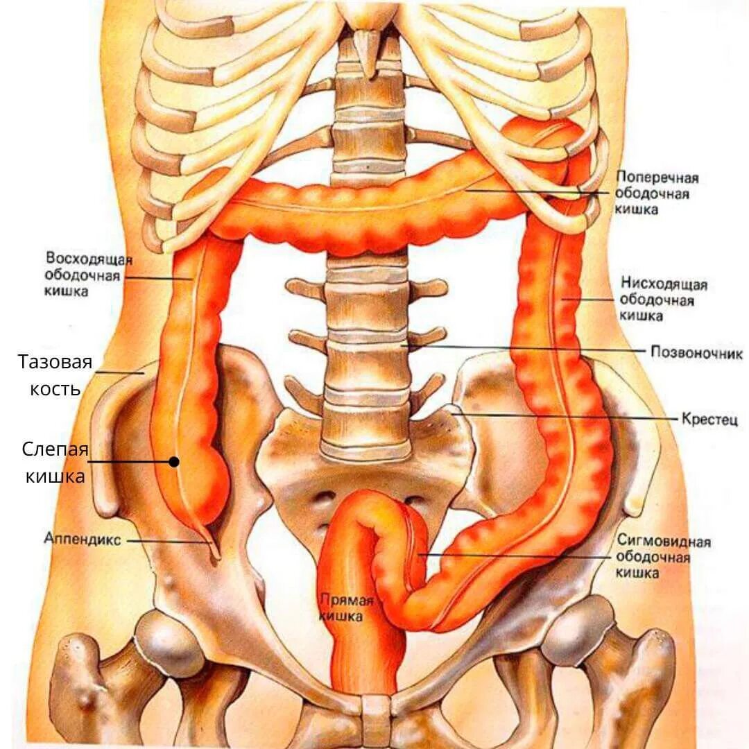 Болит таз мужчины. Кишечник анатомия подвздошная кишка. Толстая кишка анатомия расположение. Строение органов таза у женщины. Органы поясничного отдела.