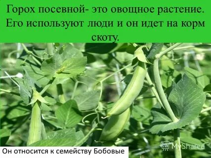Горох порядок