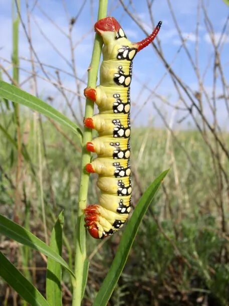 ростов гусеницы. вирджиния грин гусеница. гусеница бабочки сатурнии. бражник гусеница мохнатая. гусеницы краснодарского края.