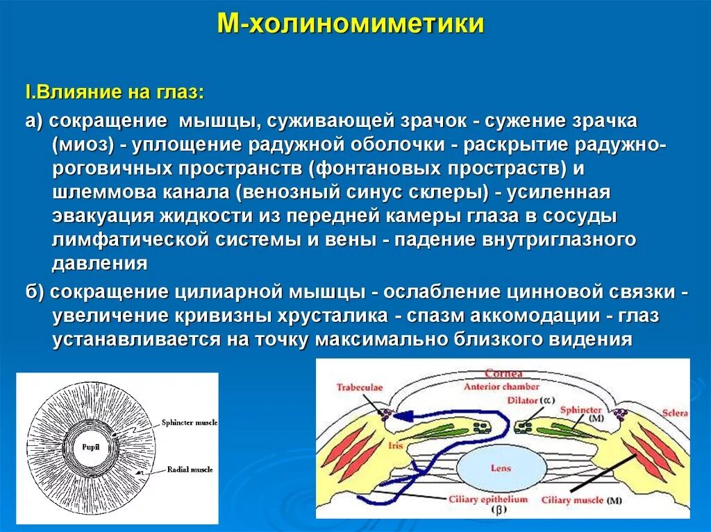 Участвует во внутриглазном обмене веществ передача информации