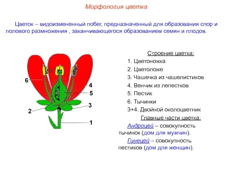 Цветок околоцветник генеративные органы. Строение цветка цветоложе. Морфологическое строение цветочных растений. Морфологическое строение цветка. Генеративный орган состоит из