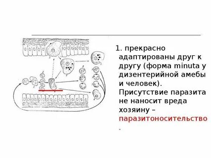 Дизентерийная амеба вред