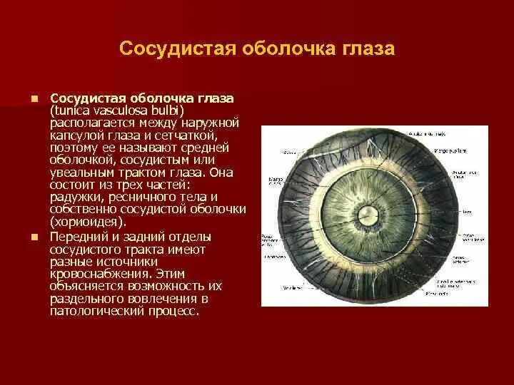 Особенность строения радужки какую функцию она выполняет. Сосудистая оболочка вид спереди. Сосудистая оболочка глаза. Собственная сосудистая оболочка глаза. Сосудистая оболочка глаза анатомия.