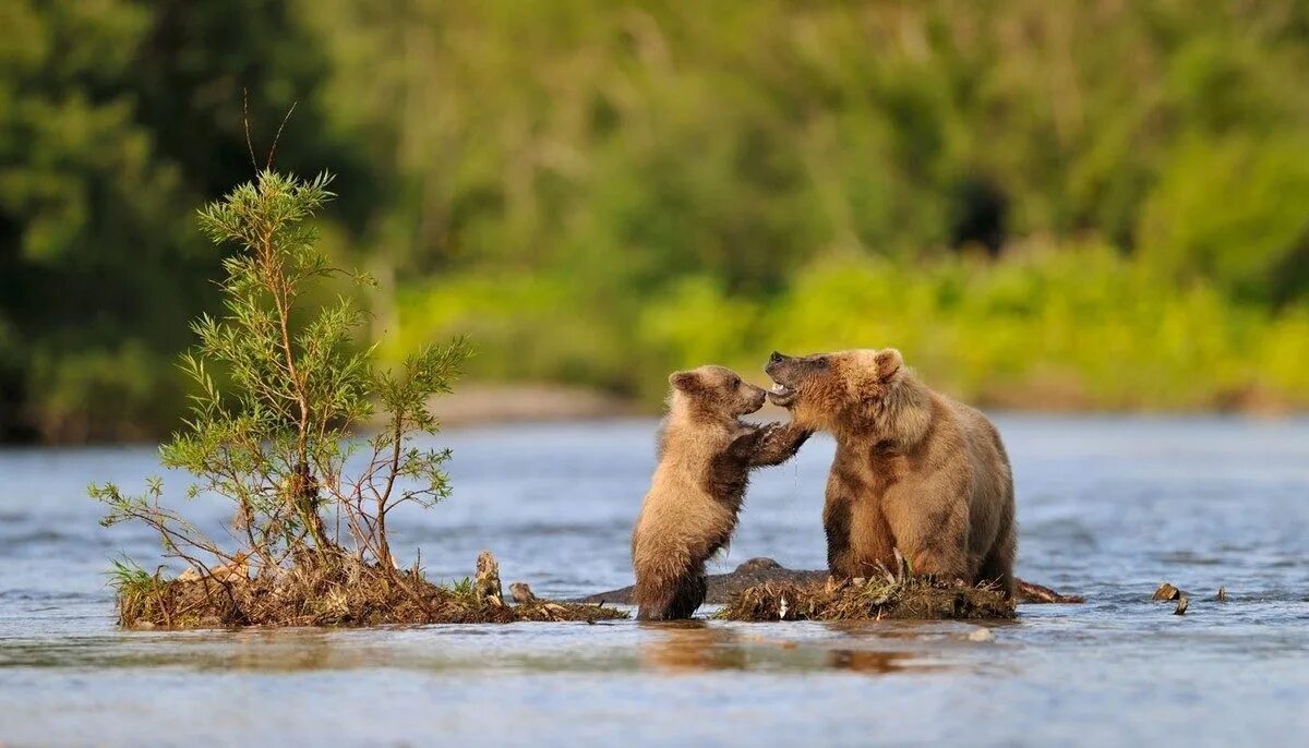 Лососевый заказник «река коль». Дикая природа россии. Растения и животные реки медведица. Медведи на камчатке ловят рыбу. Растения реки медведицы.
