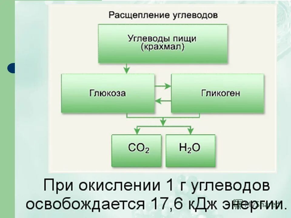 на что распадаются углеводы. на что расщепляются жиры. на что распадаются углеводы. продукты распада углеводов. преобразование углеводов в организме.
