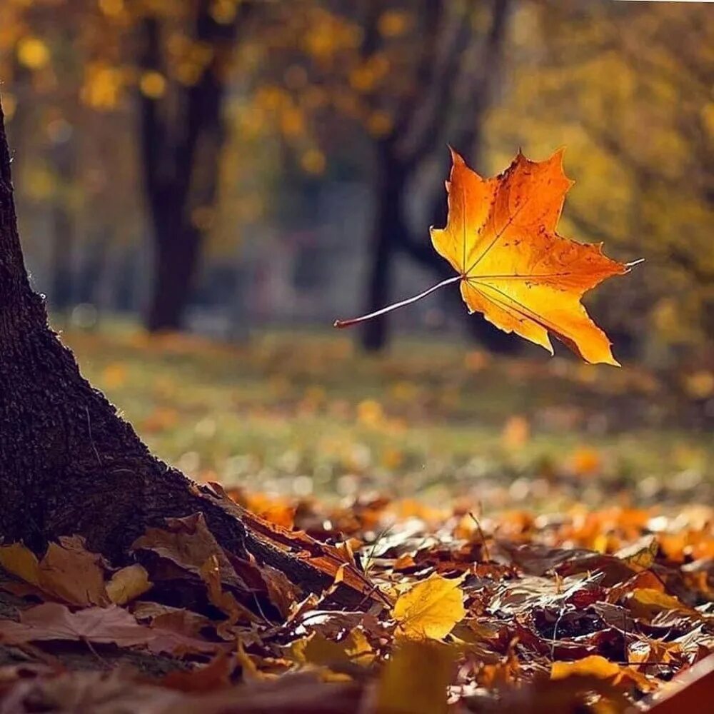 Книга падают листья. Осенний листопад. Падающие листья. Осень листопад. Осенняя листва.