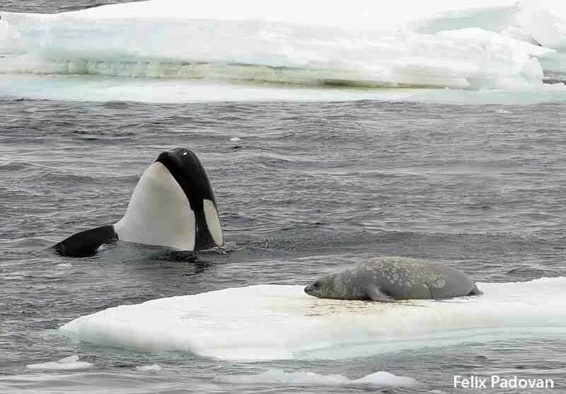 Морж Дельфин морской Лев Касатка. Касатка в Антарктиде. Касатка кит тюлени. Гудзонов залив касатки.