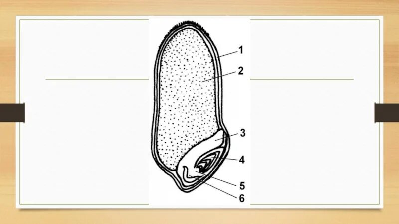Рассмотрите рисунок семени какая структура обозначена. Строение однодольного семени пшеницы. Строение семени пшеницы биология. Строение семени однодольного растения пшеницы рисунок. Строение семени однодольного растения без подписей.