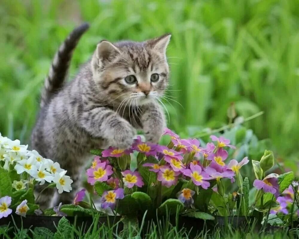Кошка много цветов. Летний котик. Кошка на природе. Кошка лето. Красивые котята.