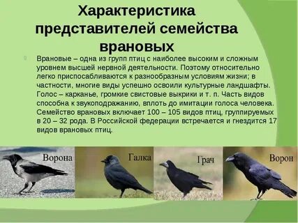 Грач какой род