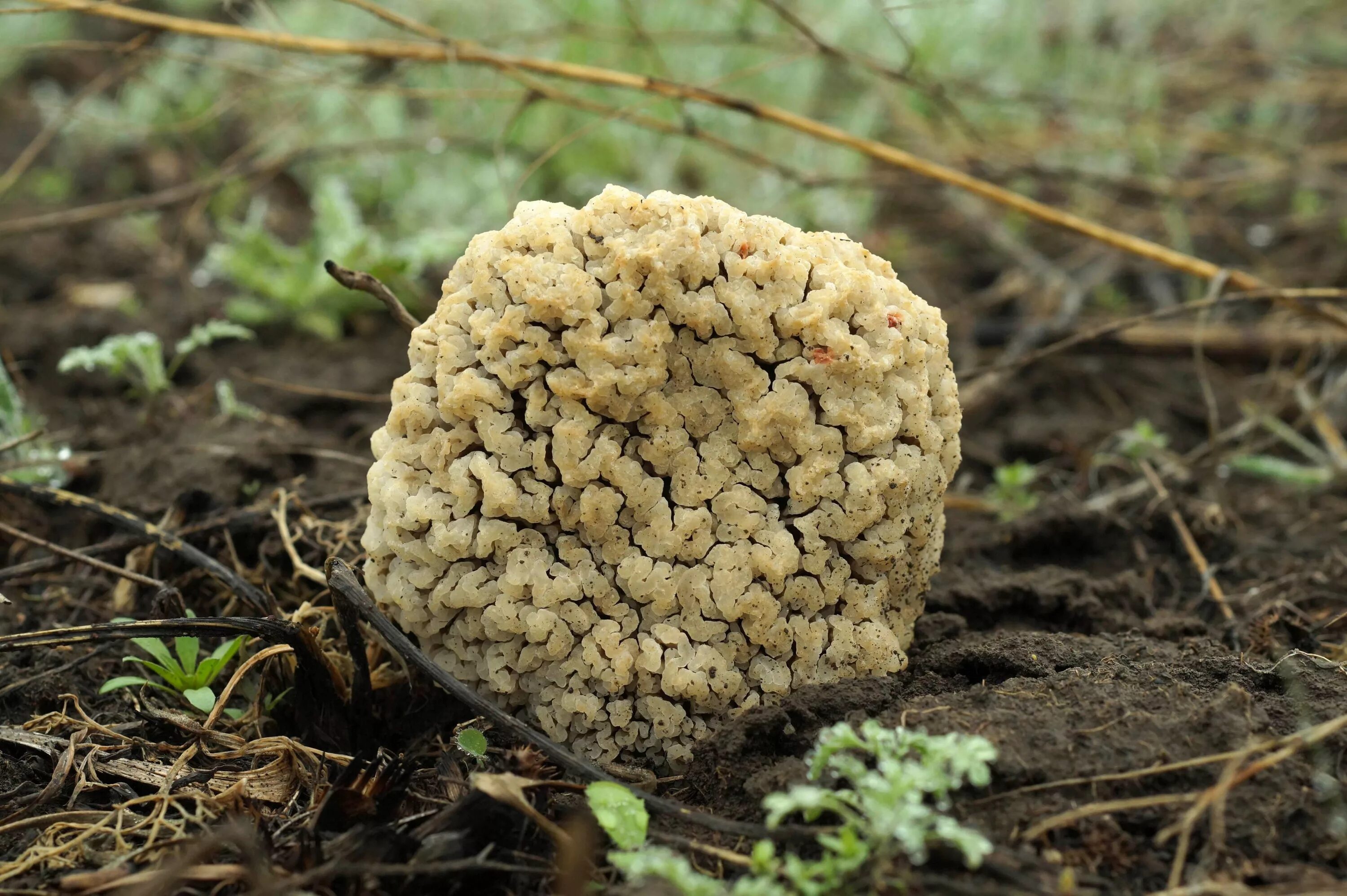 Сморчок степной. Степной сморчок Morchella steppicola. Сморчок полевой. Сморчок гриб в Ростовской.