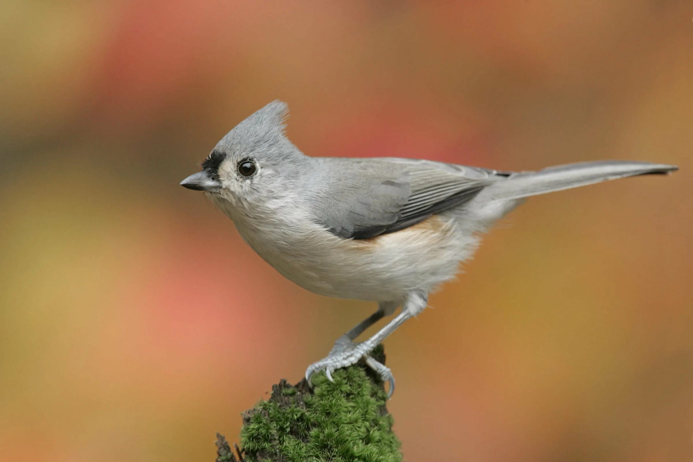 Хохлатая Пичуга. Tufted Titmouse птица. Хохлатая синица ТИТМАУС. Маленькая серая птичка с хохолком.