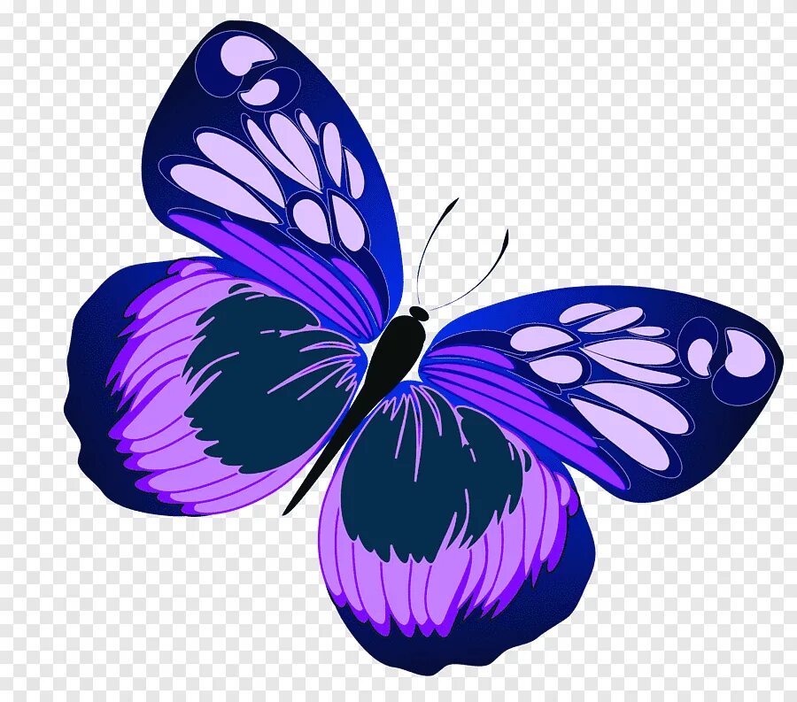 Фиолетовые бабочки картинки. Бабочка фиолетовая. Красивые бабочки на прозрачном фоне. Бабочка рисунок. Разноцветные бабочки.