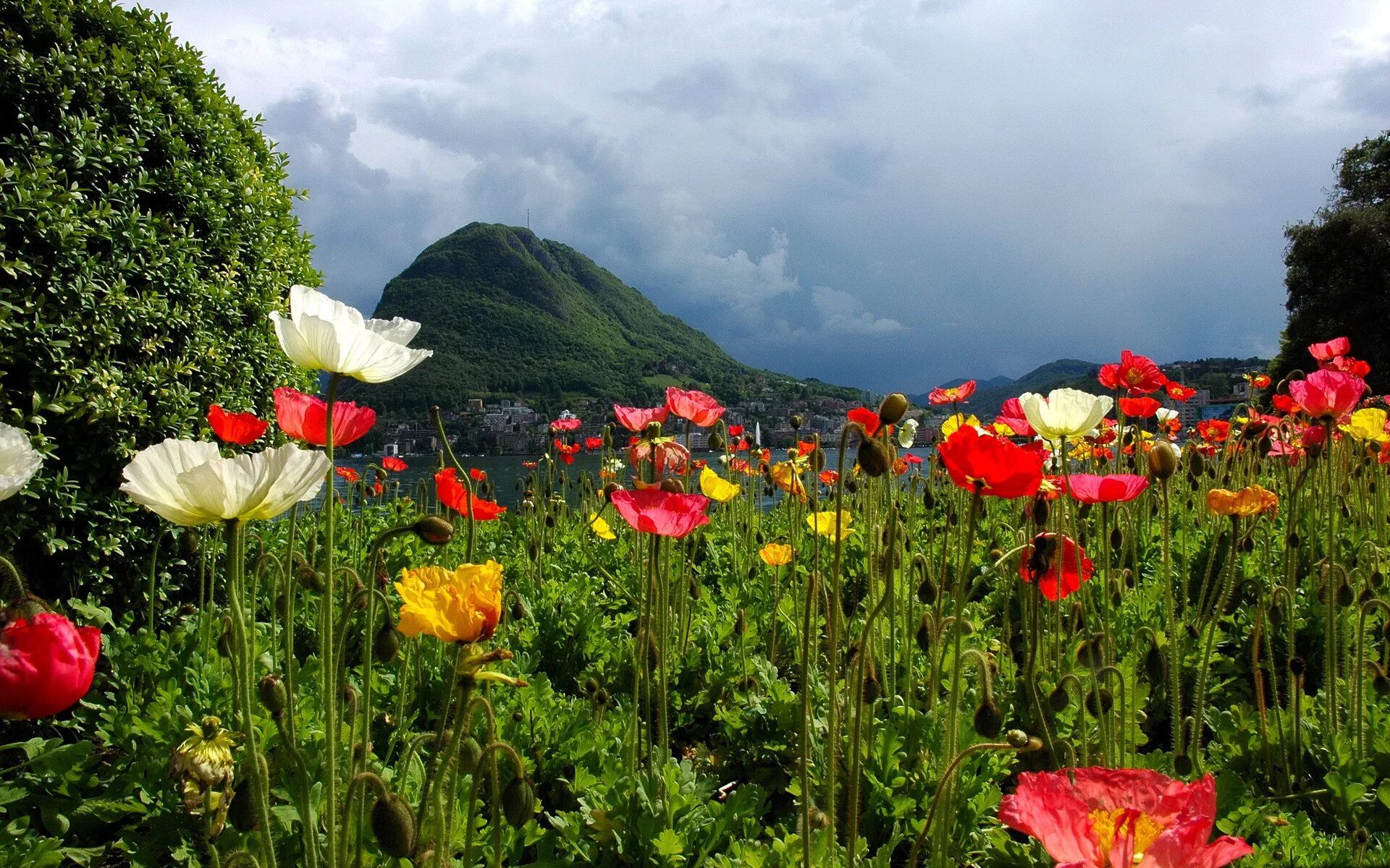 Маковые поля Иссык Куль. Чуйская Долина маки. Нагорный Карабах природа маки. Маки ала-ТОО. Много цветов в природе