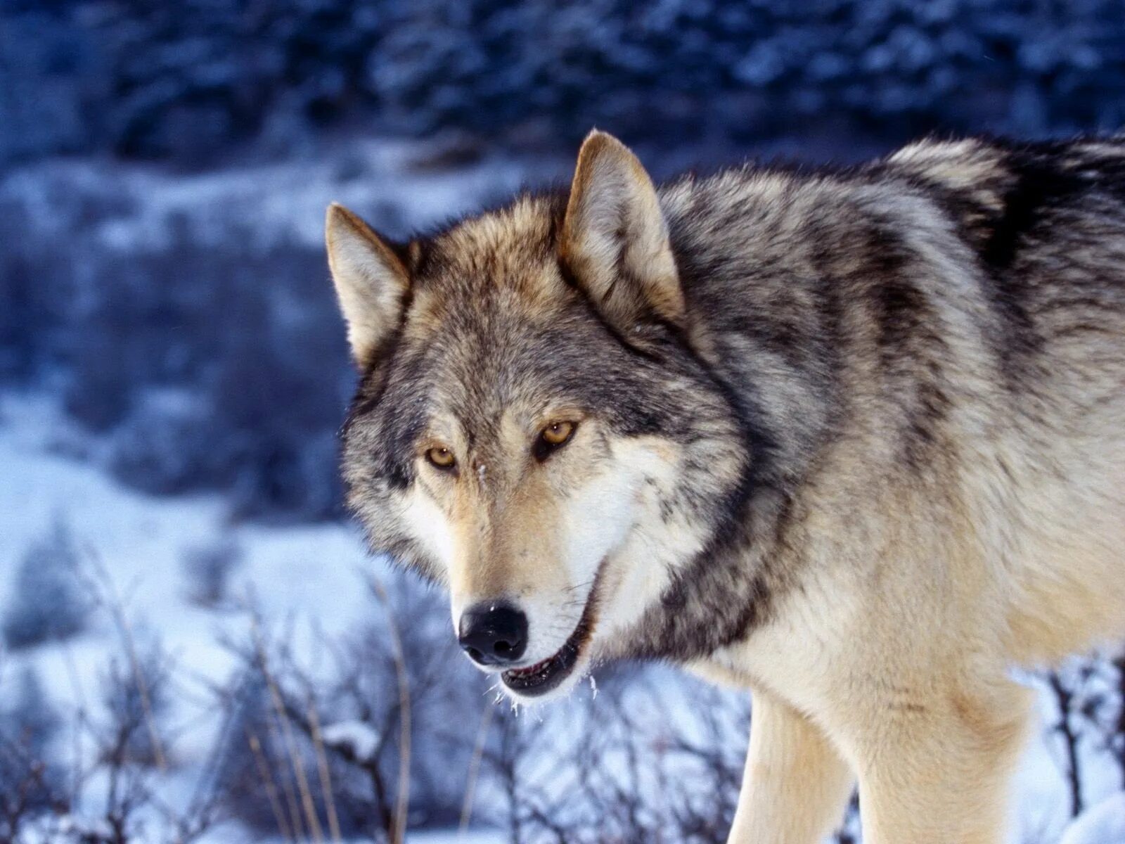 Самый красивый фото волка. Волк. Красивый волк. Волк фото. Волк обои.