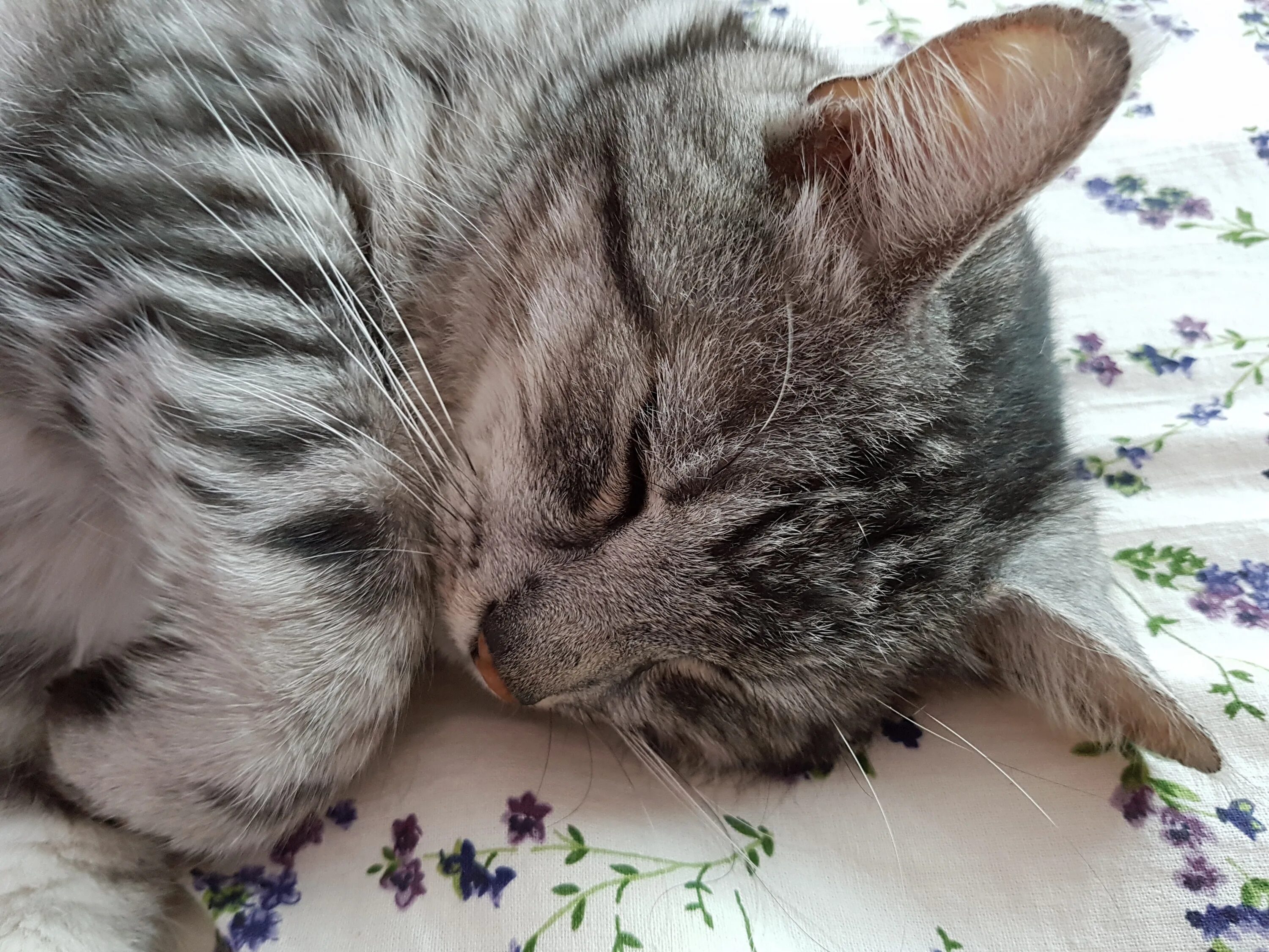 Спящий серый кот. Котенок серый с полосками. спящий серый котенок.