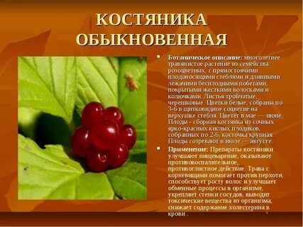Ягода привычка