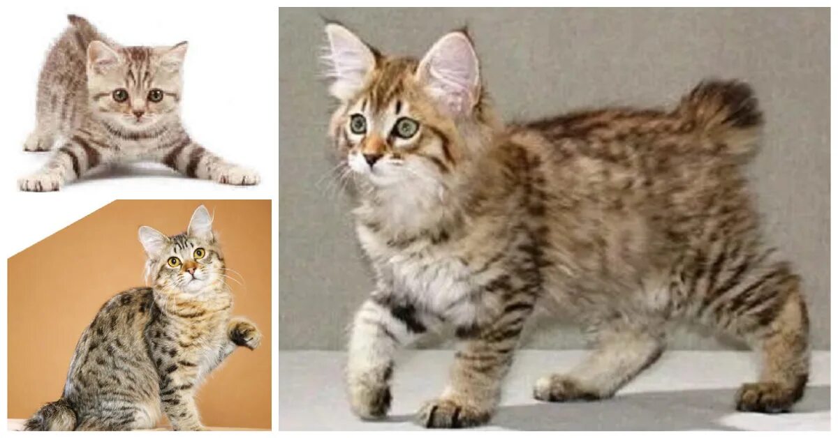 American bobtail. Бобтейл кошка. Американский бобтейл длинношёрстный. Кот американский бобтейл. Карельский бобтейл.