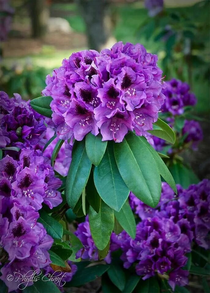 Куст с лиловыми цветками. Рододендрон куст. рододендрон сиреневый. рододендрон сиреневый куст.