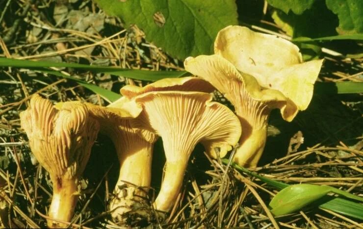 Условия выращивания лисичек. Лисички выращивают искусственно. Условия выращивания лисичек. Грибы лисички парниковые. Как растут лисички в лесу.