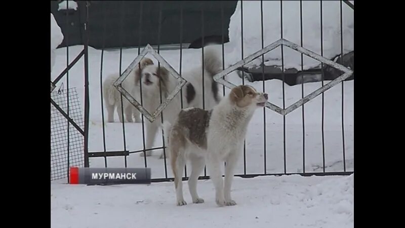 Мурманск нападение. Собаки Мурманска нападение.