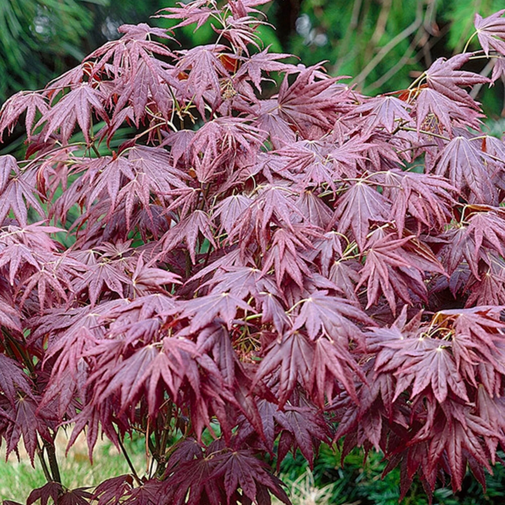 Клен асер. Acer palmatum atropurpureum. клен дланевидный atropurpureum. клен веерный atropurpureum. клен японский веерный acer palmatum.