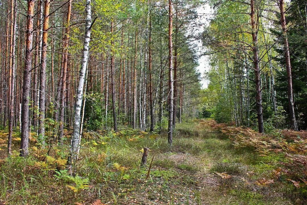 Оленьи болота. Мещера озеро Сеньга. Оленье болото Сарапульский. Деревня Оленье болото. Деревня Оленье болото Сарапульский район.