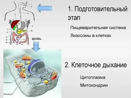 Подготовительный этап в лизосомах