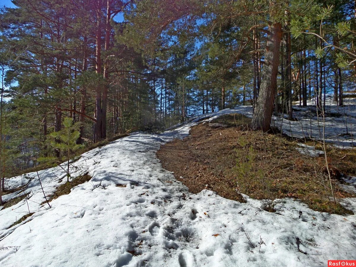 Река ижма сосногорск. Весенняя береза проталины. Проталины фото. Ижма республика коми. Проталины фото.