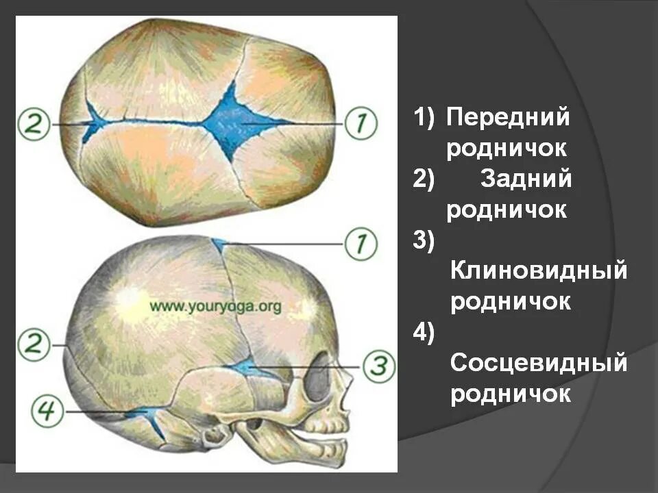 У ребенка 2 родничка. Передний Родничок черепа новорожденного. Роднички черепа новорождённого . Клиновидный и сосцевидный. Сосцевидный Родничок черепа. Клиновидный Родничок у новорожденных.