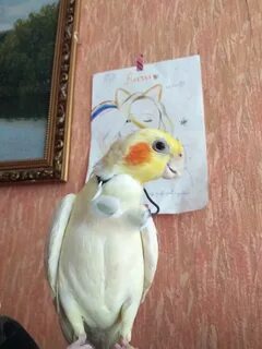 Отдать попугая в добрые руки