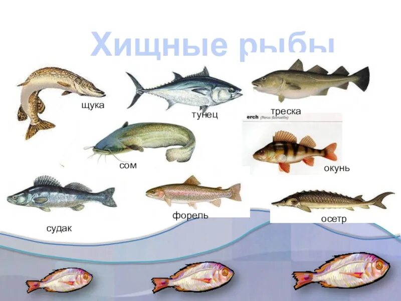 Какие отношения между щукой и окунем. Название рыб. Пресноводные рыбы названия. Название хищных рыб. Речные рыбы названия для детей.