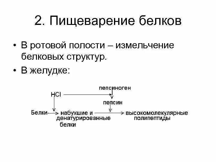 Переваривание белков в ротовой полости