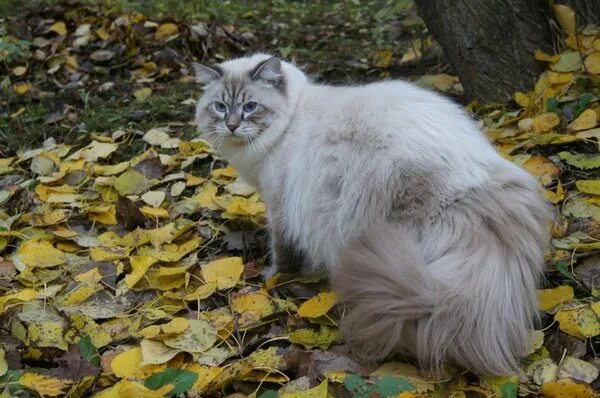 Кузькин дом. Невская маскарадная Медведева. Медведев Невская маскарадная. Невская маскарадная кошка Медведева.