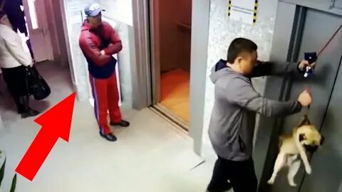Собака в лифте