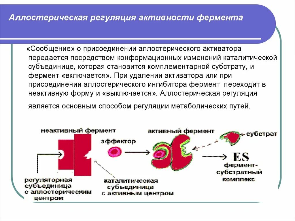 Типы активаторов. Аллостерическая регуляция активности ферментов. Аллостерический механизм регуляции ферментов. Аллостерическая регуляция схема. Регуляция активности ферментов схемы.