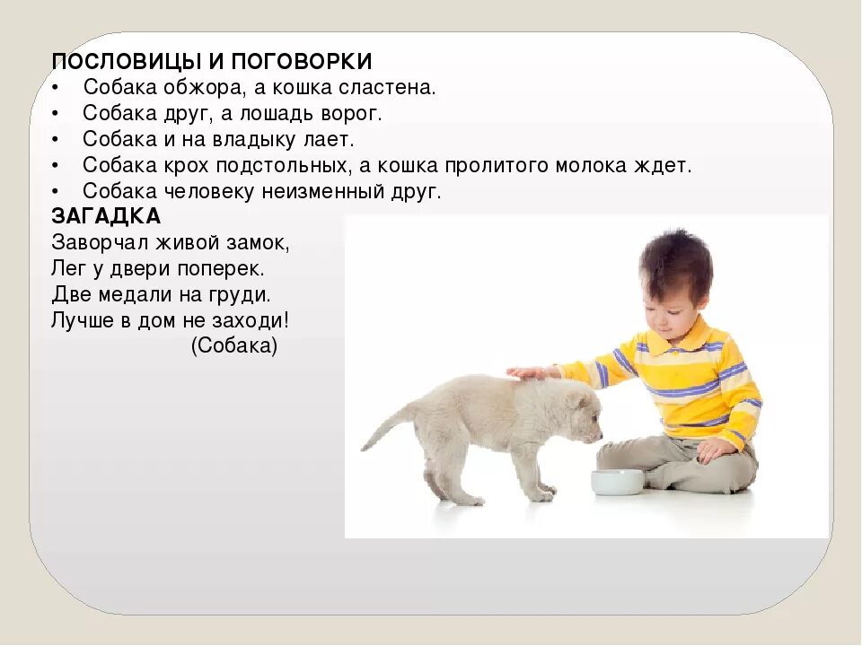 Пословицы слова собака. Пословицы про собак. пословицы и поговорки о собаках. поговорки про собак. поговорка про щенка.