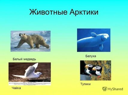 План зверь