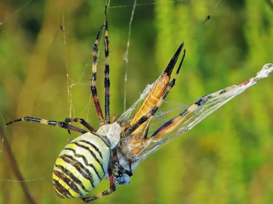 аргиопа брюнниха. паук аргиопа брюнниха. паук оса паук аргиопа брюнниха. австралийская аргиопа брюнниха. пауков аргиопа брюнниха.