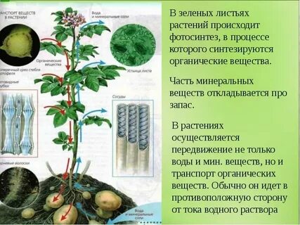 Транспорт веществ у животных осуществляется благодаря