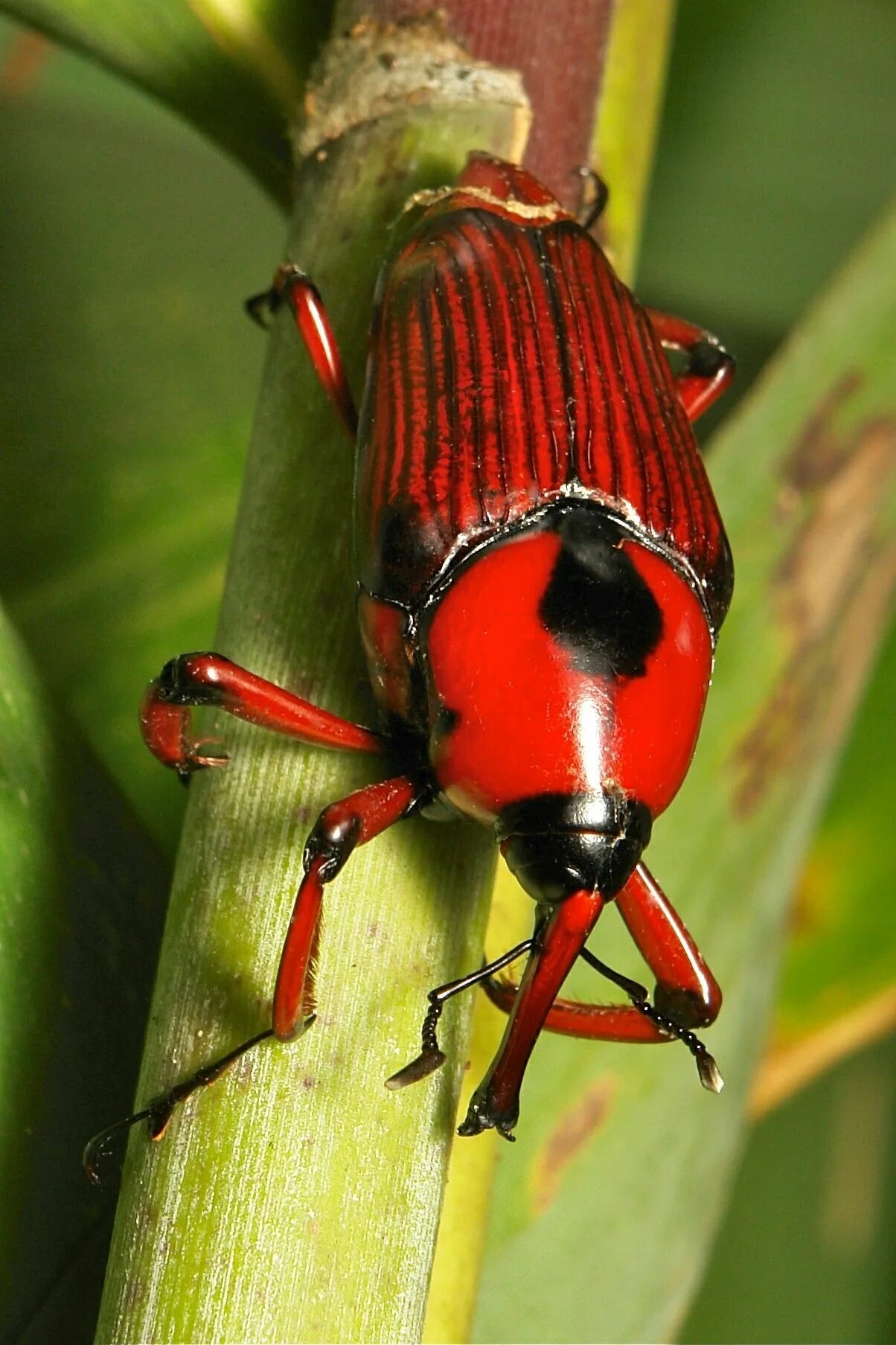 Жук это животное. Cyrtotrachelus longimanus. жук трубконосик красный. жуки букашки. coleoptera красный жук.