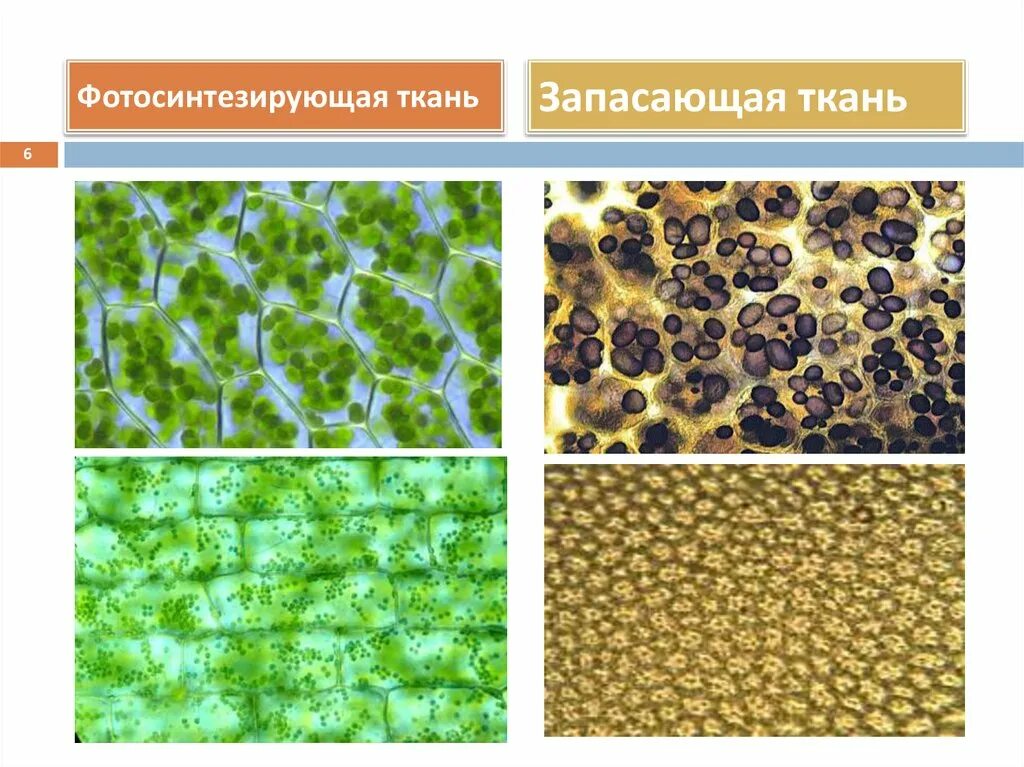 Запасная ткань растений. Основная запасающая ткань растений. Ткани растений запасающая ткань. Фотосинтезирующая ткань растений. Основная ткань фотосинтезирующая и запасающая.