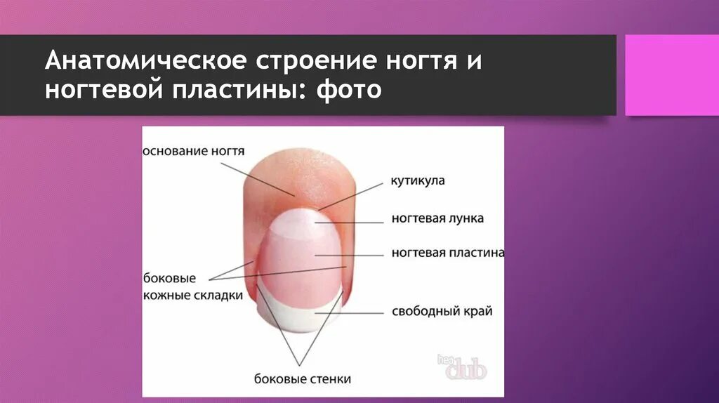 Строение ногтя. Ногтевое строение. Строение ногтевой пластины. Строение ногтя сбоку. Наличие ногтевых пластин