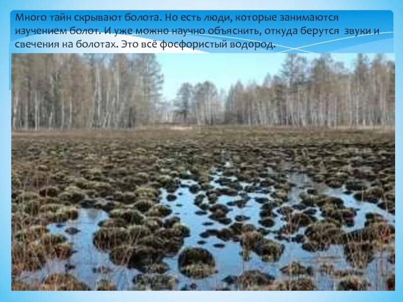 Что может быть в болоте