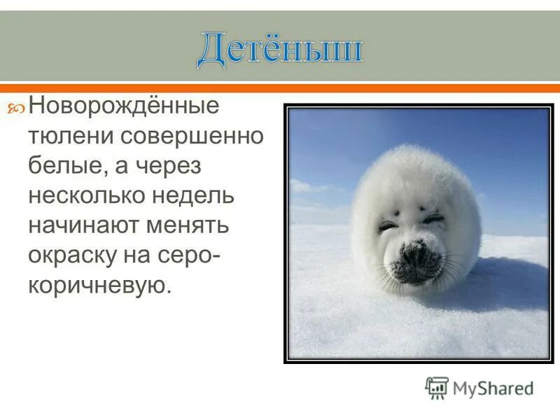 Пенелопа крус блондинка с короткой стрижкой. Совершенно белые. Лиля браун. Платиновый блонд на брюнетке. Красивые женщины с белыми волосами.